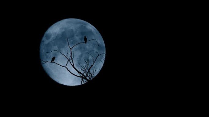 小鸟在大月亮前从树上飞走