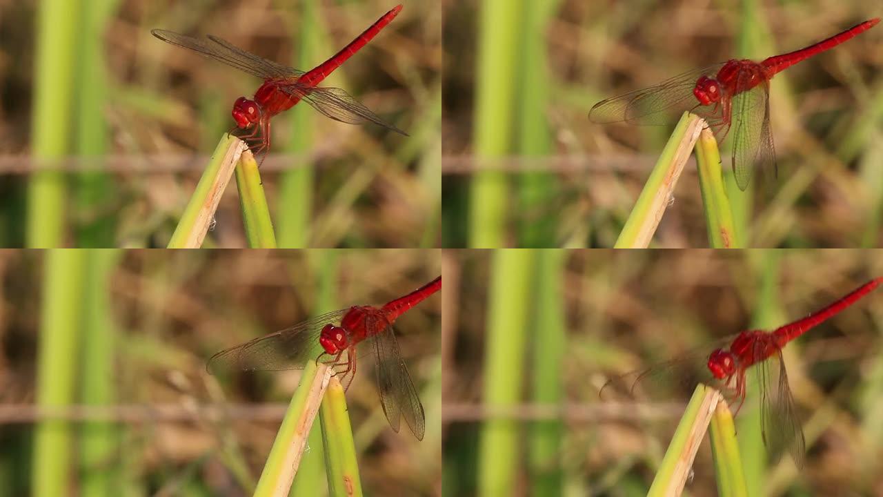 红蜻蜓皮具大自然生态