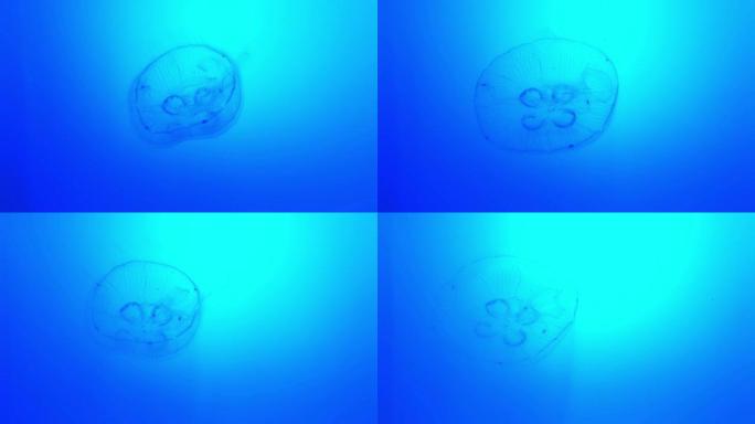 游泳月亮水母的惊人镜头