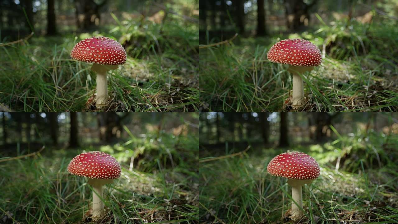慢动作特写美丽的红色蘑菇苍蝇-在大自然中野生生长