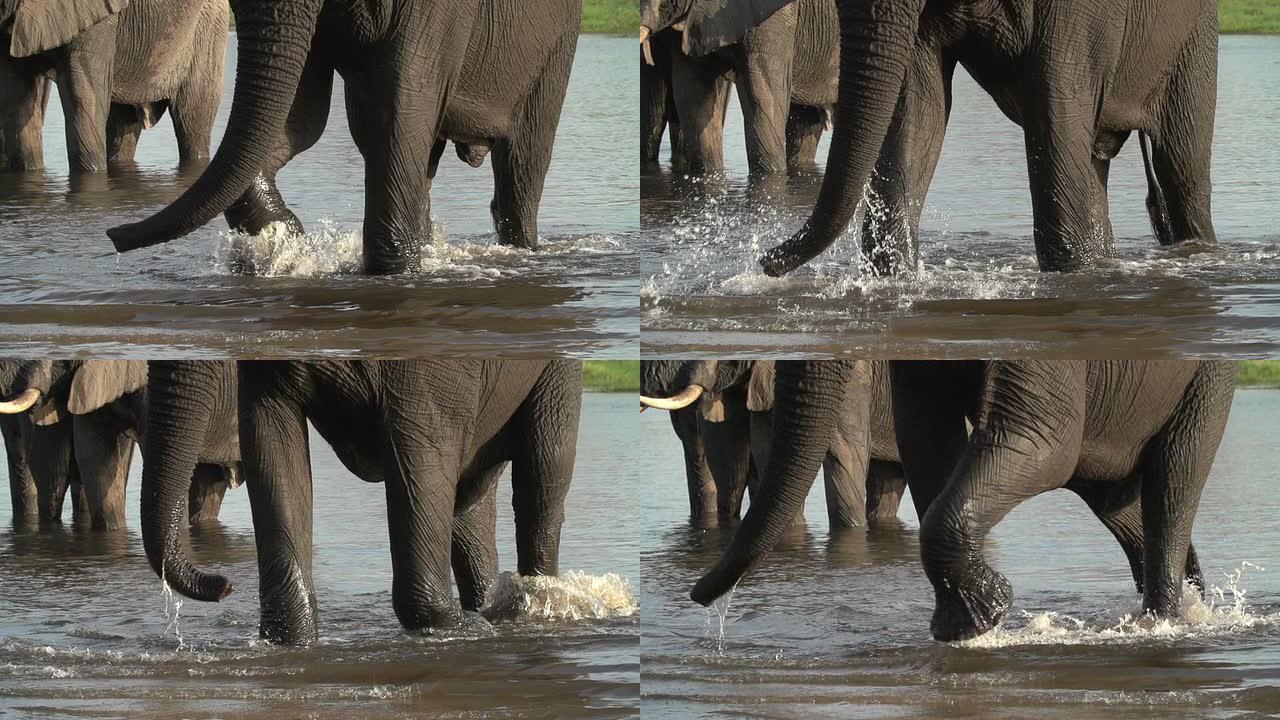 博茨瓦纳，大象腿在水中行走的慢动作