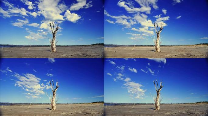 阿根廷奇基塔的枯树和云朵