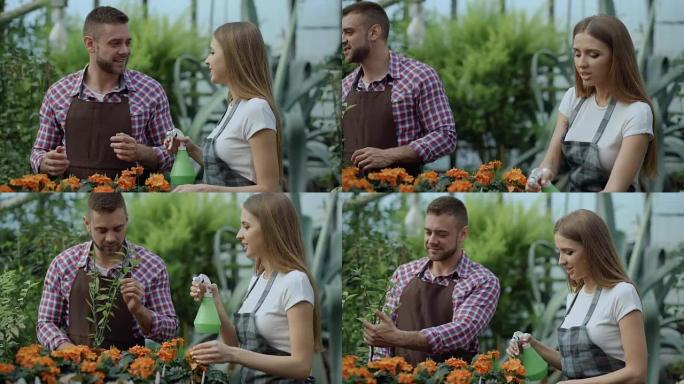 迷人的夫妇在温室工作和聊天。女园丁在围裙里用花园喷雾器浇灌植物，而她的丈夫和他说话