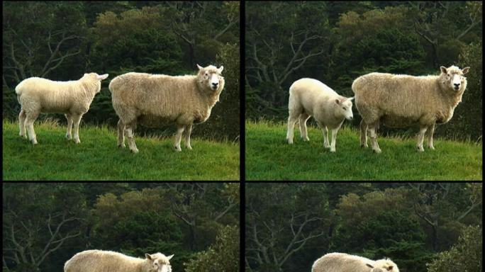 用餐时间：绵羊妈妈喂养的小羊