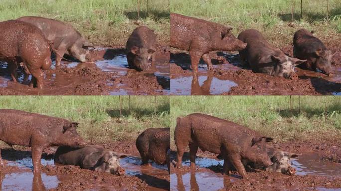 自由放养的猪在泥里打滚