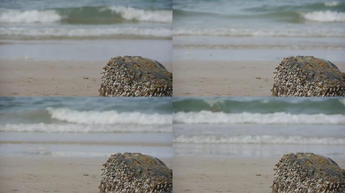 鹅颈藤壶沙滩
