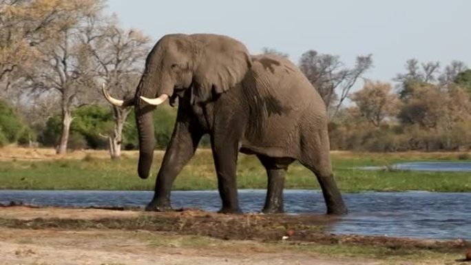 从奥卡万戈三角洲的一条河中冒出来的公牛象