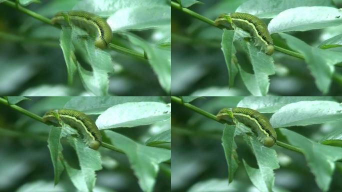 吃绿色毛毛虫