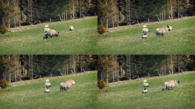母羊在夏季田野中带领羔羊