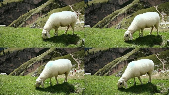 羊群在田野上吃草