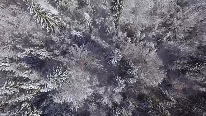 空中: 冬日仙境中茂密的松树覆盖着新鲜的白雪