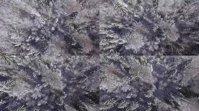 空中: 冬日仙境中茂密的松树覆盖着新鲜的白雪