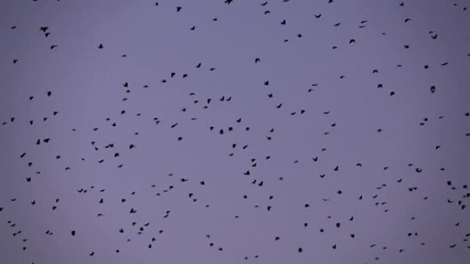 慢动作: 成群的许多黑鸟在日落的天空中飞翔
