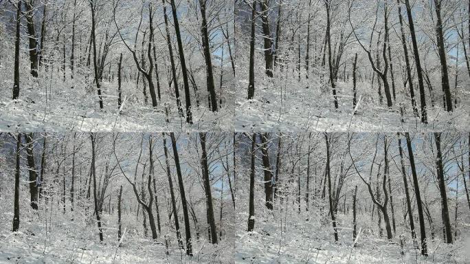 刮风的雪