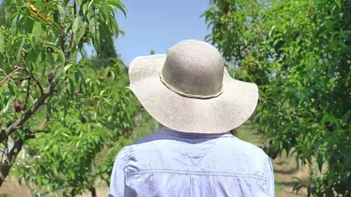 一个戴着草帽的美丽女孩在阳光明媚的日子里看着种植园。概念: 生物产品，天然产品，新鲜，美味，水果，蔬