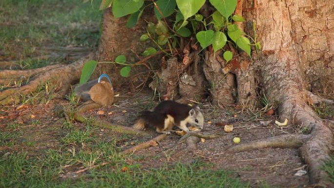 松鼠在树下吃桔子。