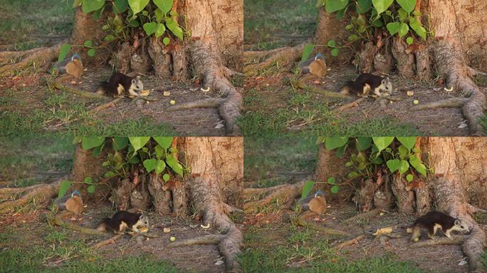 松鼠在树下吃桔子。