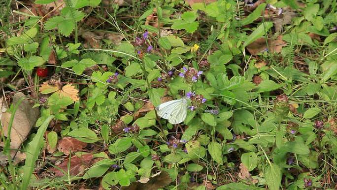 蝴蝶、蜜蜂和草莓蝴蝶蜜蜂和草莓