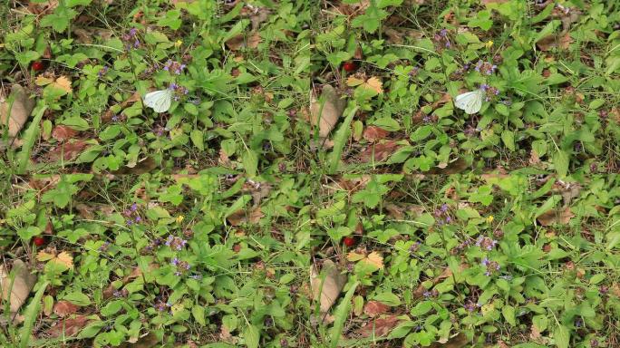 蝴蝶、蜜蜂和草莓蝴蝶蜜蜂和草莓