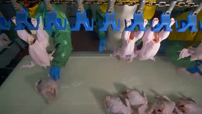 工人们将鸡肉安装到头顶的塑料槽中。