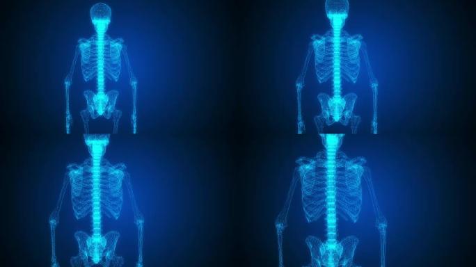 脊髓是人体骨骼解剖的一部分。3D动画