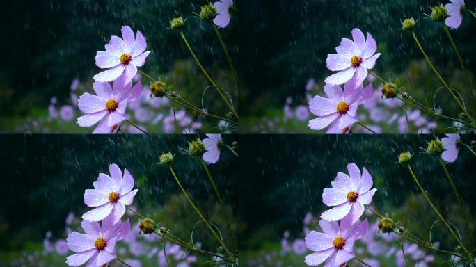 雨落在花上