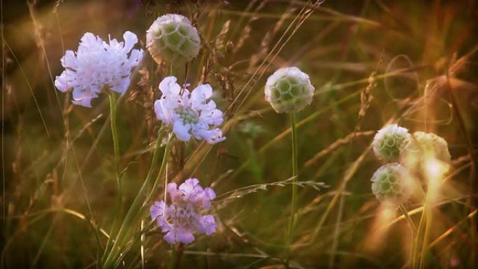 纸月亮（Scabiosa stellata）