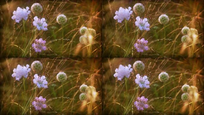 纸月亮（Scabiosa stellata）