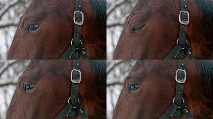 棕色马眨眼的轮廓，超慢动作