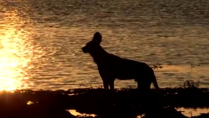 sihouette的野狗在rivers edge的夕阳下