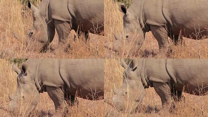 南非的犀牛放牧