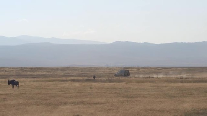 空中: 野生动物园吉普车在非洲大草原上飞驰而过牛羚