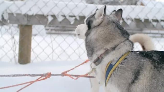 令人惊叹的西伯利亚爱斯基摩犬准备进行狗拉雪橇