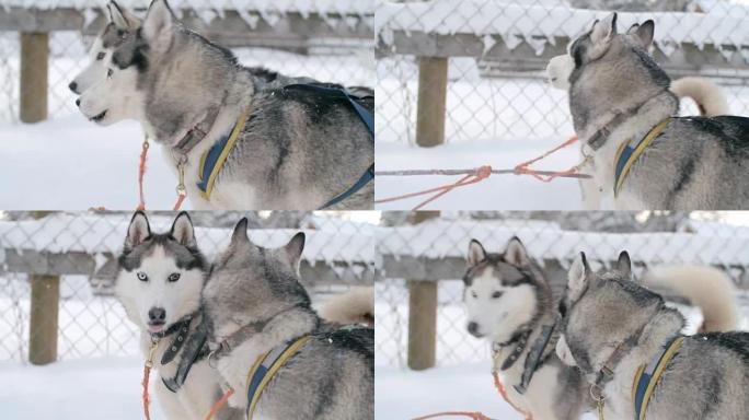 令人惊叹的西伯利亚爱斯基摩犬准备进行狗拉雪橇