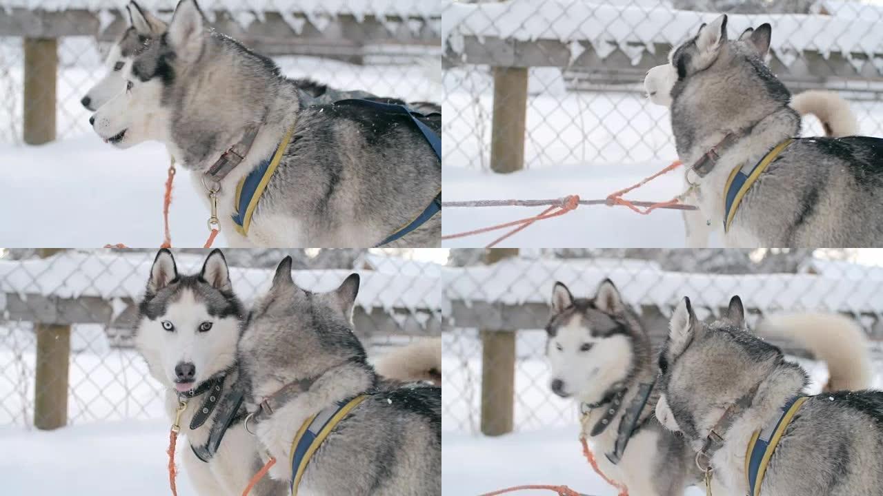令人惊叹的西伯利亚爱斯基摩犬准备进行狗拉雪橇