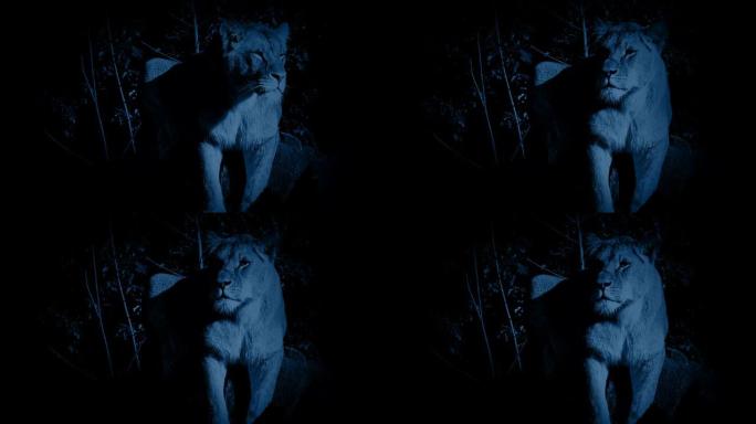 狮子在夜间在丛林中保持警惕