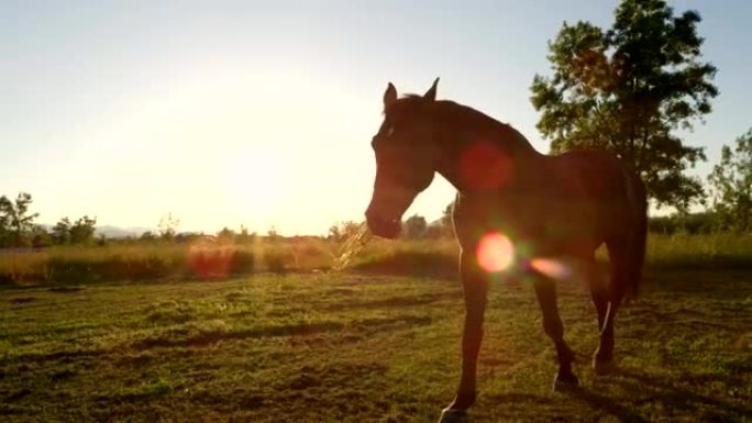 特写: 美丽的黑湾马在日落时放牧和奔跑