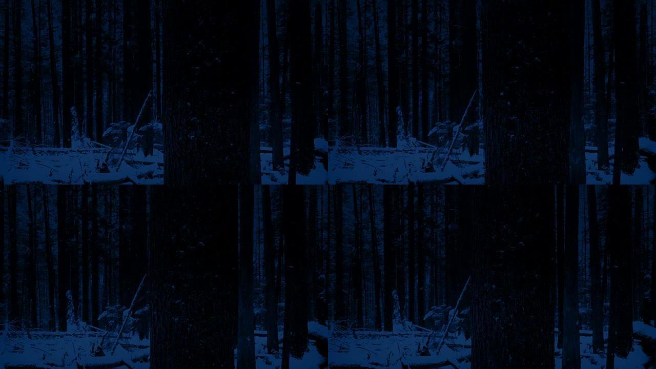 晚上在白雪皑皑的森林中穿过树