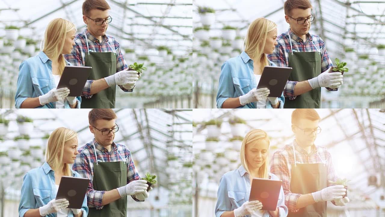 在工业温室中，男性和女性花店使用平板电脑检查/检查花盆并分析植物的生长潜力。