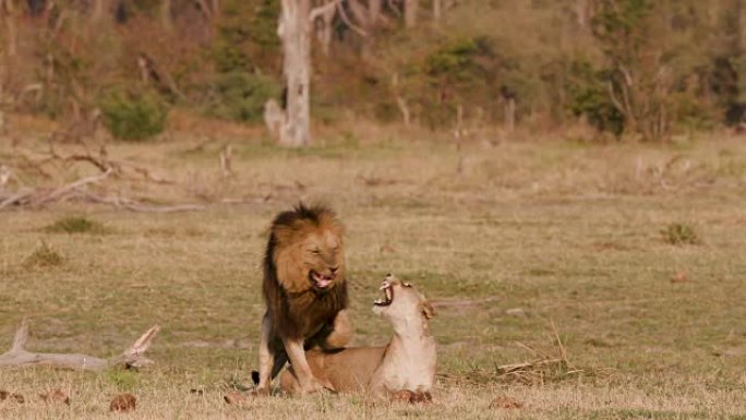 狮子交配，博茨瓦纳