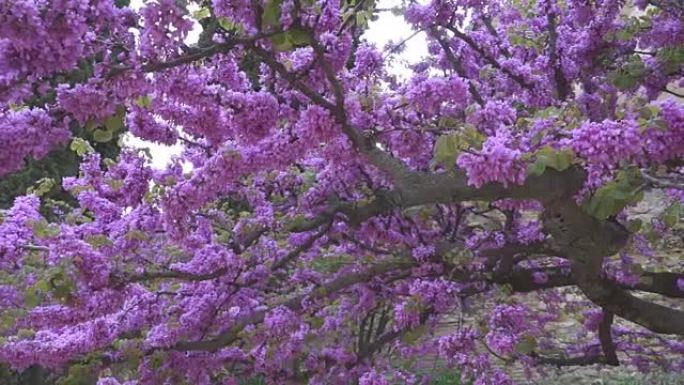 盛开的美丽紫罗兰树。西班牙格拉纳达