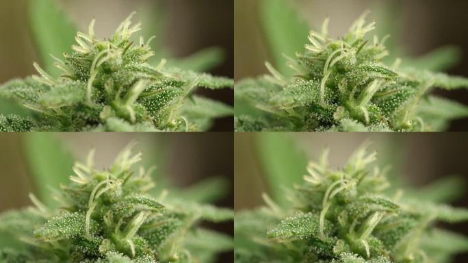 宏观，dop: 带有可见毛状体晶体的大麻花蕾的细节