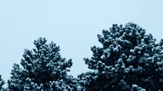 暴风雪中的浓密树木