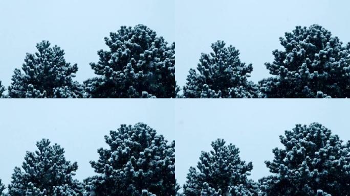 暴风雪中的浓密树木