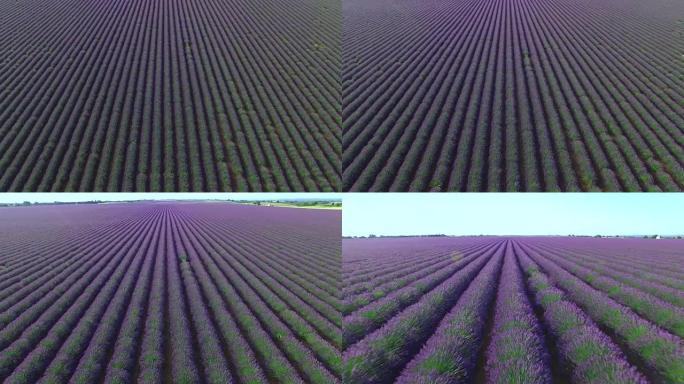 空中特写: 法国乡村中无限的紫色薰衣草田