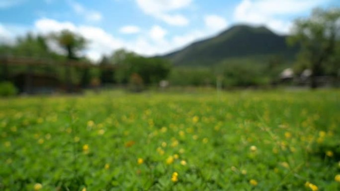 两张散焦的黄花田和山景观镜头