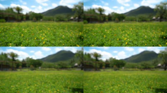 两张散焦的黄花田和山景观镜头