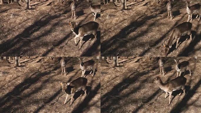 秋天的小鹿在大自然中行走。棕色小鹿在田野上觅食，在草地上放牧
