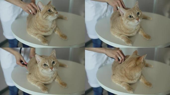兽医诊所用听诊器检查猫的兽医妇女特写