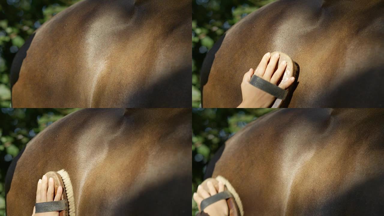 慢动作: 女性手刷棕色种马闪亮头发的细节